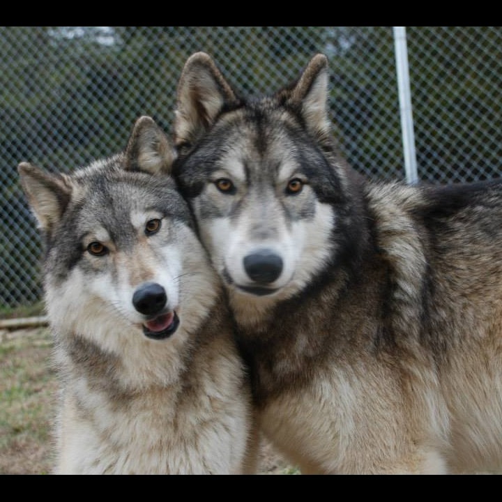 Photo 4 from WOLF PAWS INC