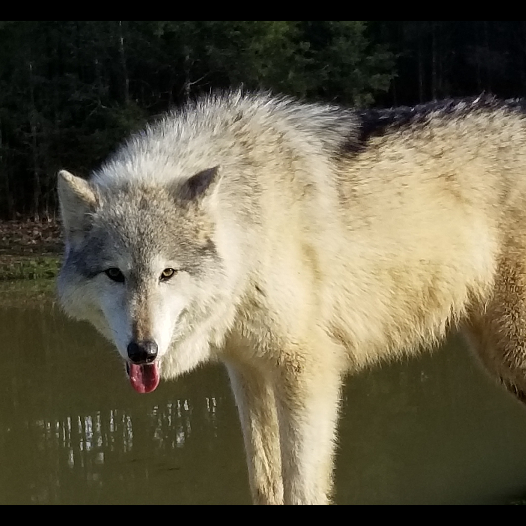 Photo 5 from WOLF PAWS INC