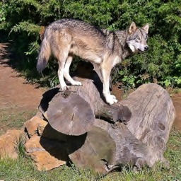 Photo 6 from WOLF PAWS INC