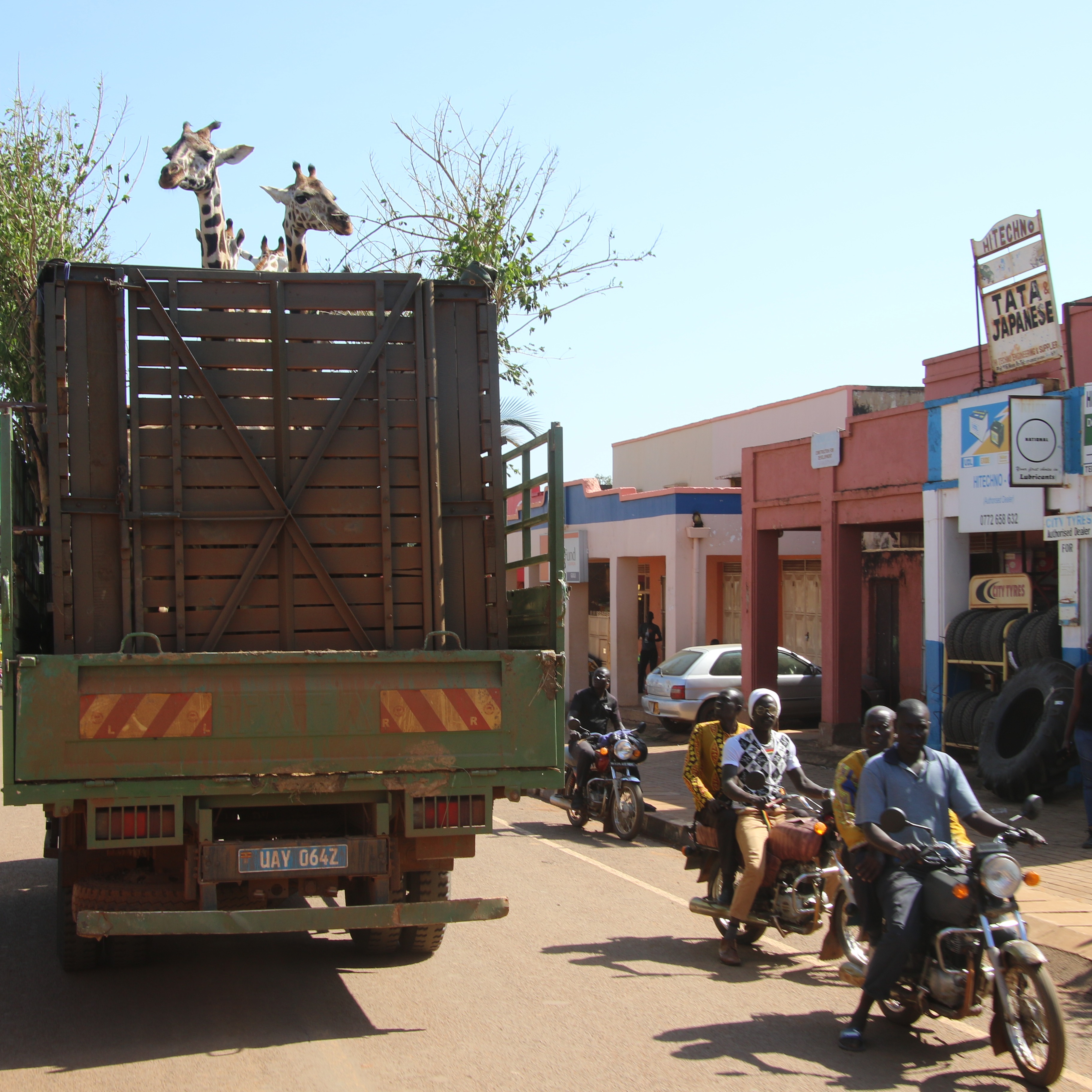 Photo 1 from GIRAFFE CONSERVATION FOUNDATION USA