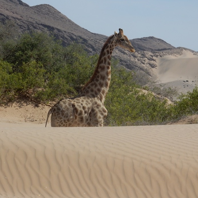 Photo 2 from GIRAFFE CONSERVATION FOUNDATION USA