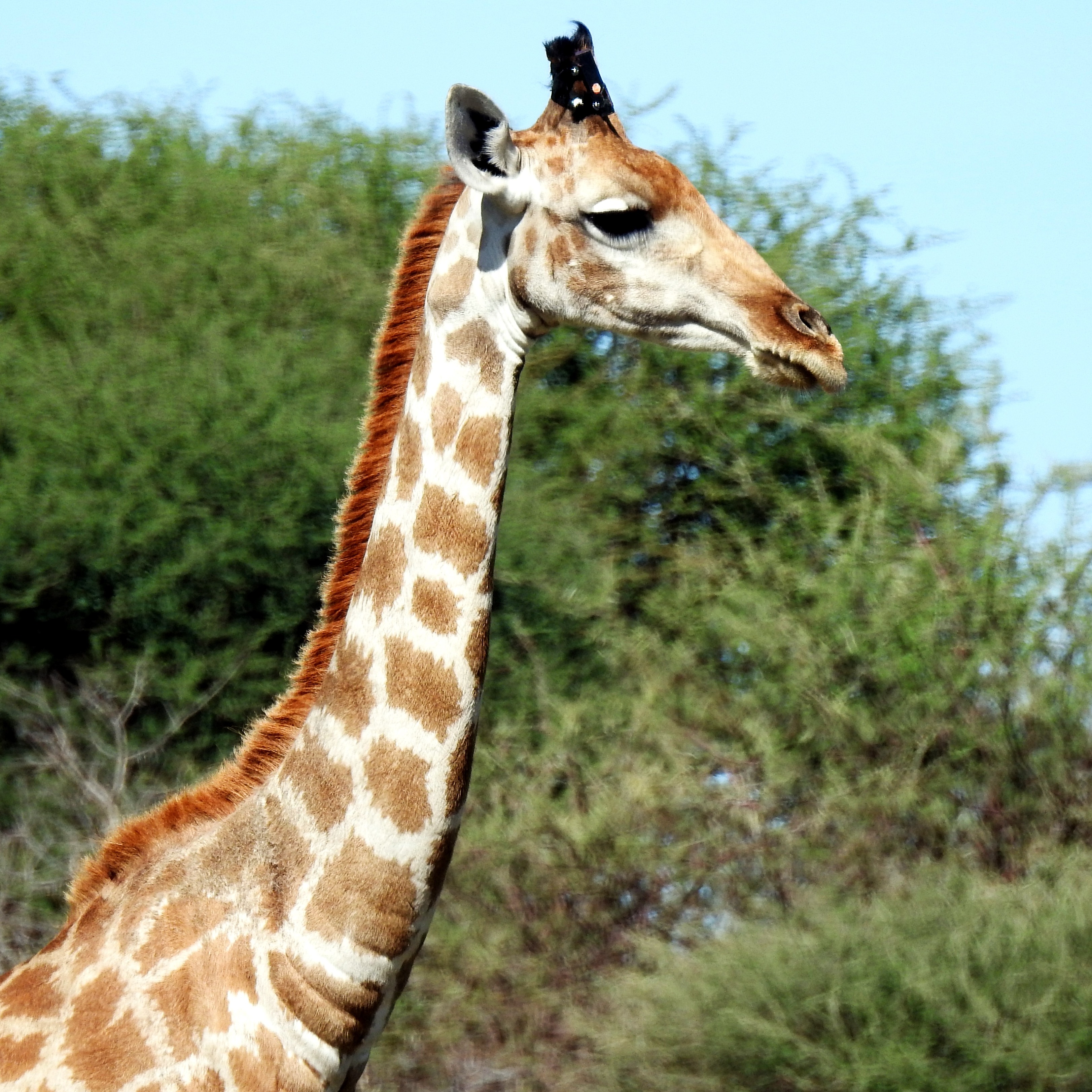 Photo 3 from GIRAFFE CONSERVATION FOUNDATION USA