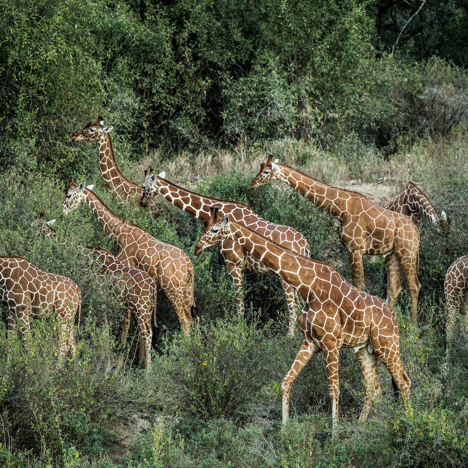 Photo 5 from GIRAFFE CONSERVATION FOUNDATION USA