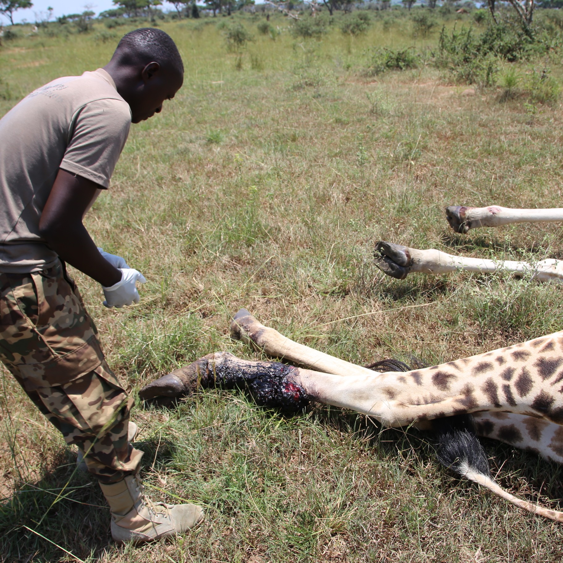 Photo 6 from GIRAFFE CONSERVATION FOUNDATION USA