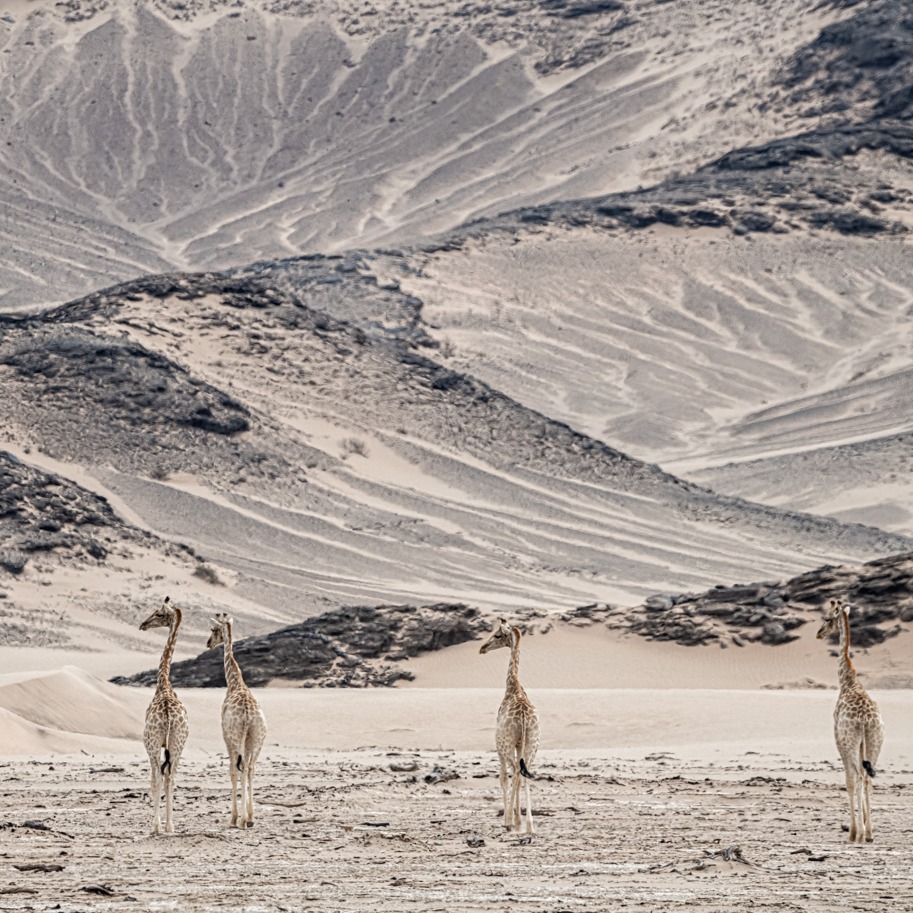 Photo 7 from GIRAFFE CONSERVATION FOUNDATION USA