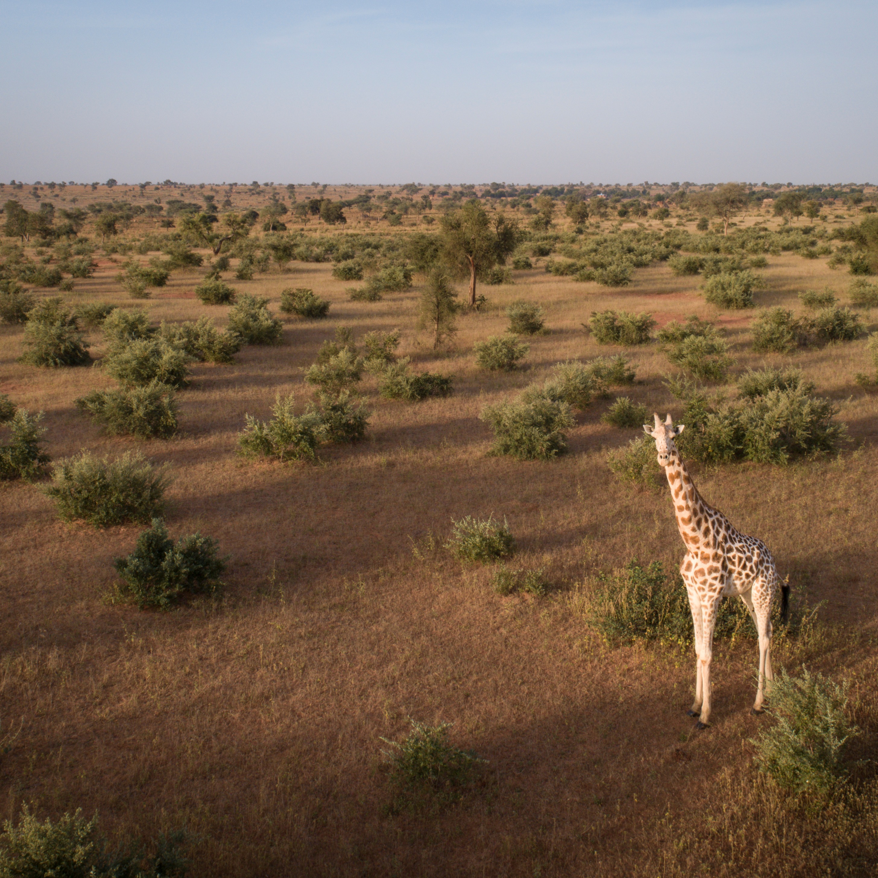 Photo 8 from GIRAFFE CONSERVATION FOUNDATION USA