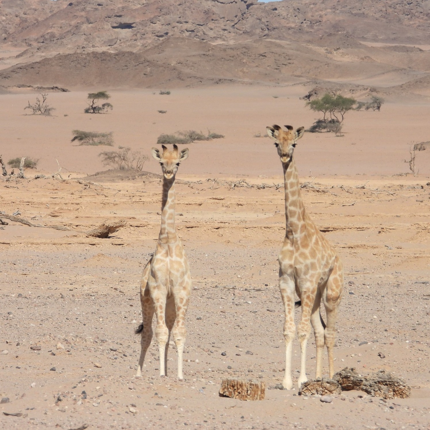 Photo 9 from GIRAFFE CONSERVATION FOUNDATION USA