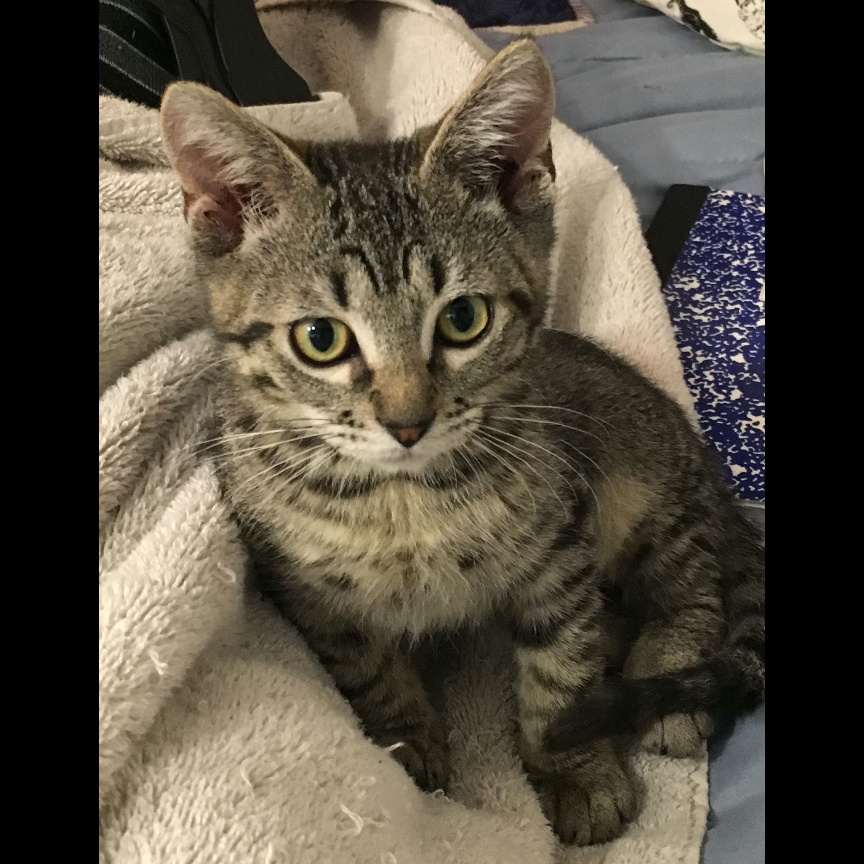 Photo 1 from R.E.A.L. Cruzan Cats