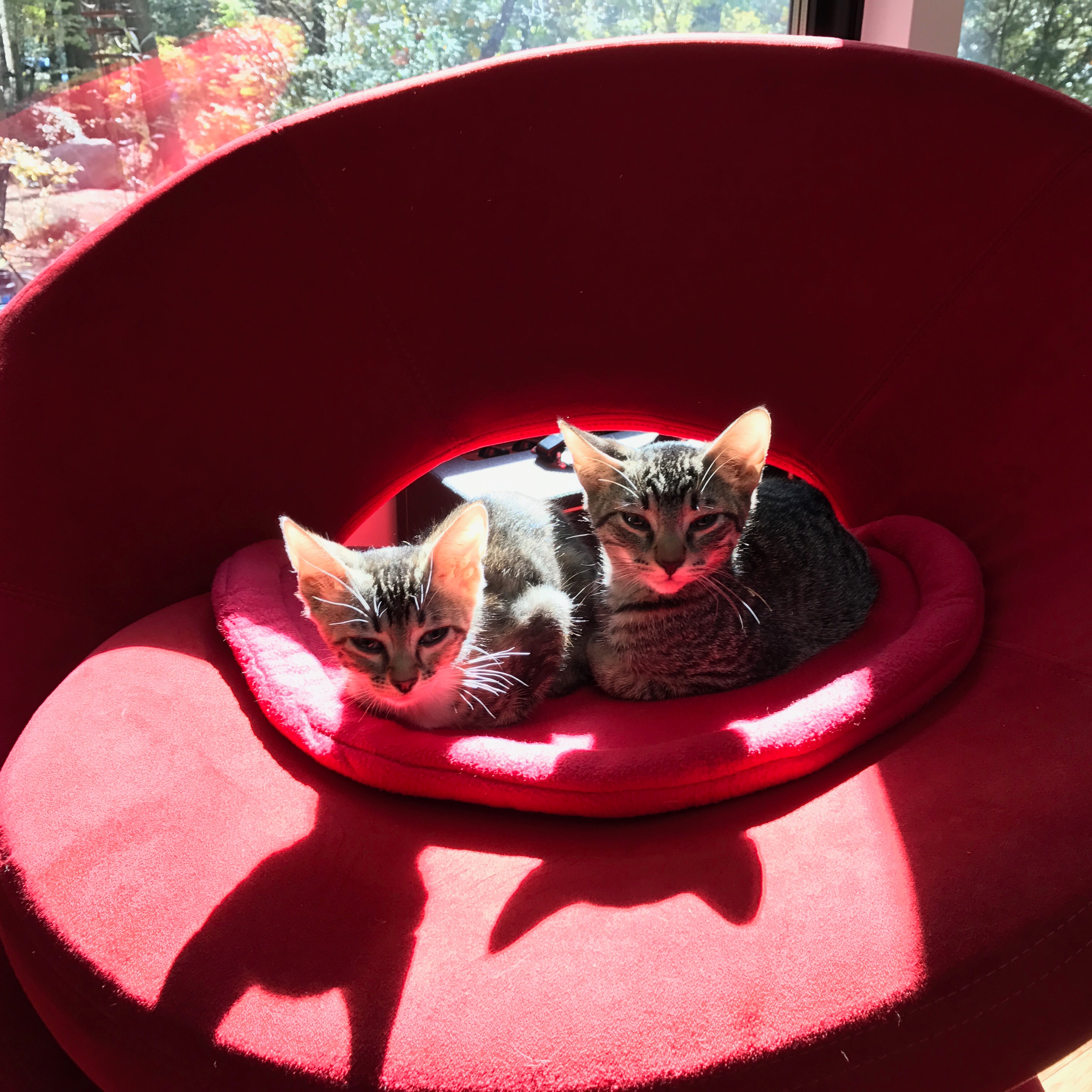 Photo 2 from R.E.A.L. Cruzan Cats