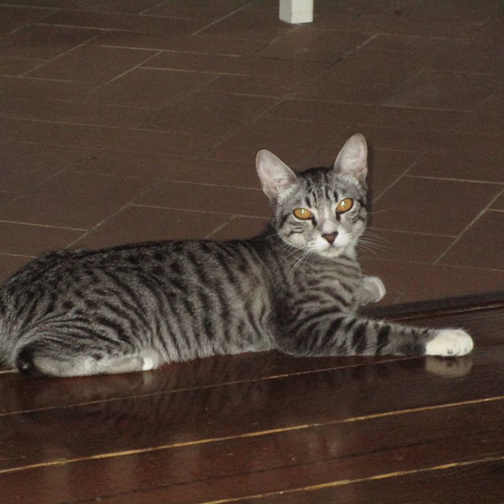 Photo 3 from R.E.A.L. Cruzan Cats