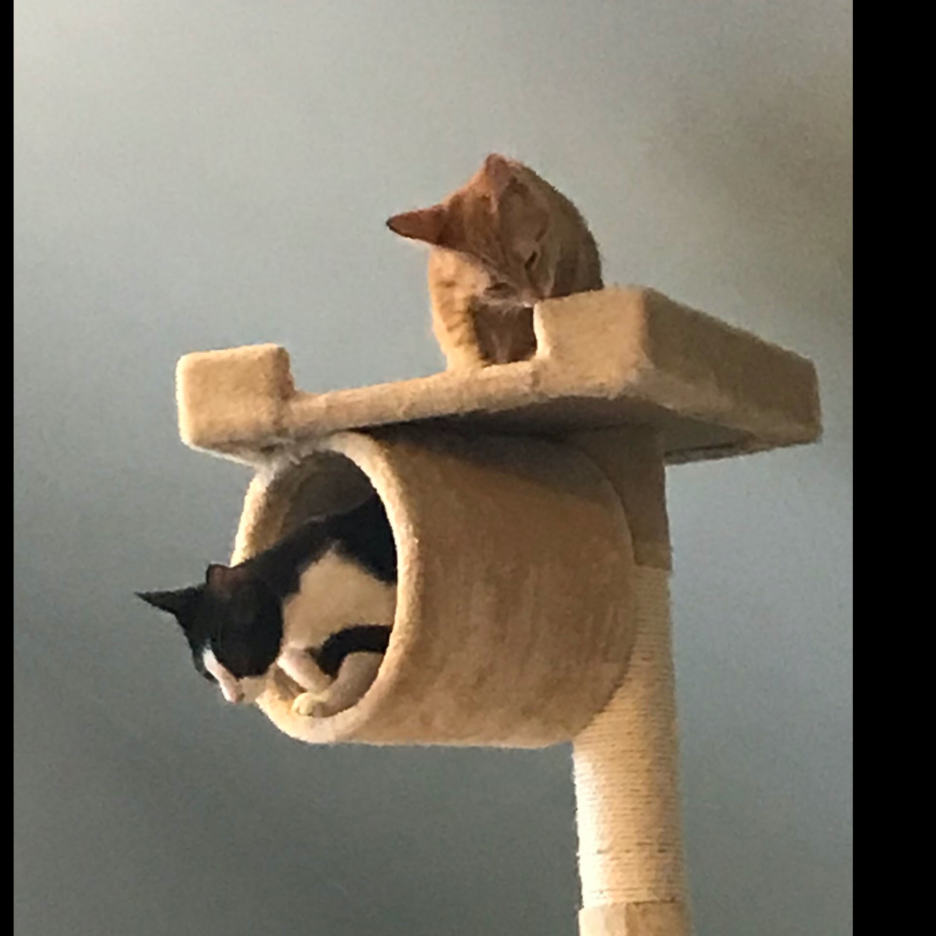 Photo 4 from R.E.A.L. Cruzan Cats