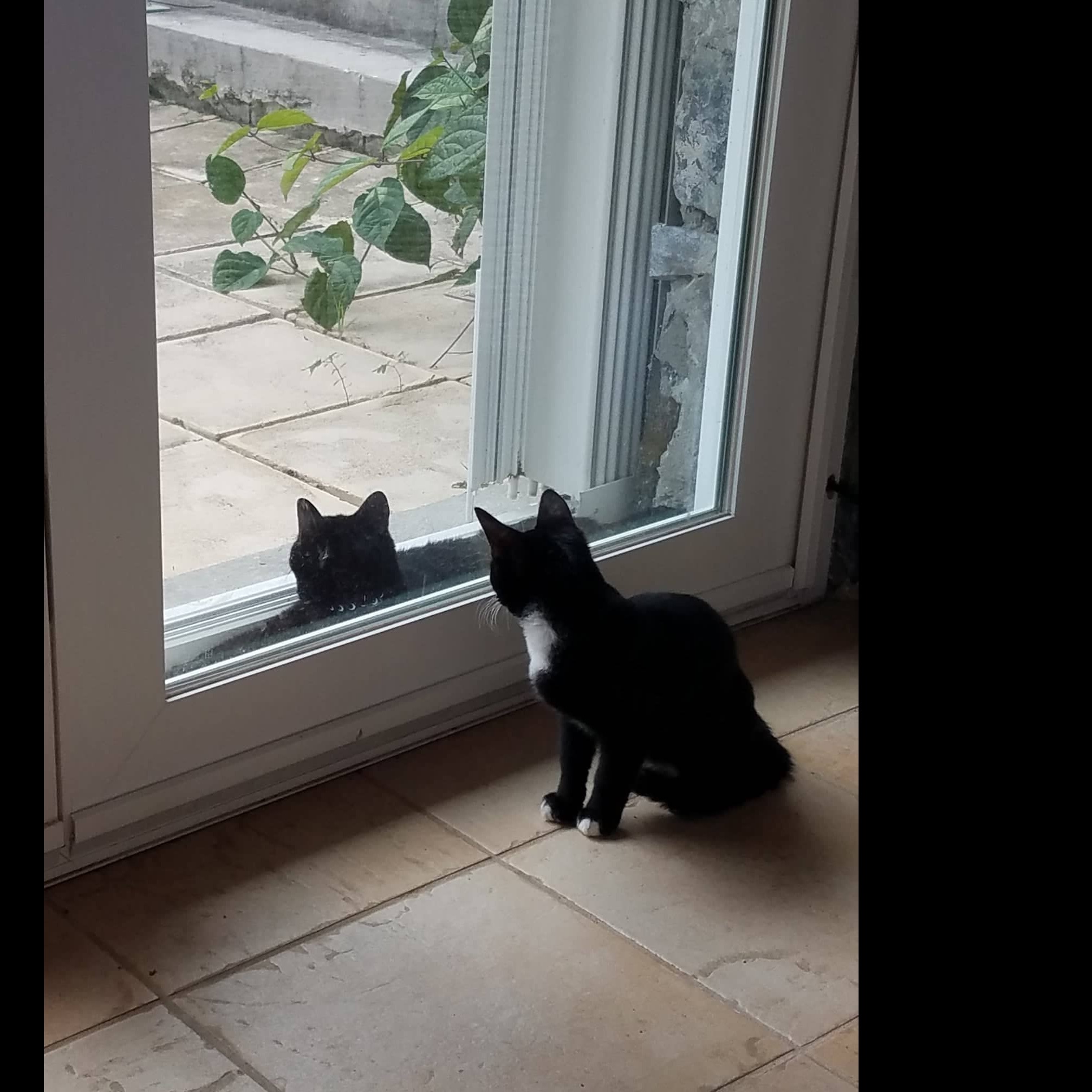 Photo 5 from R.E.A.L. Cruzan Cats