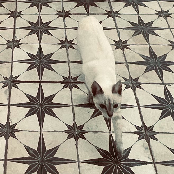 Photo 6 from R.E.A.L. Cruzan Cats