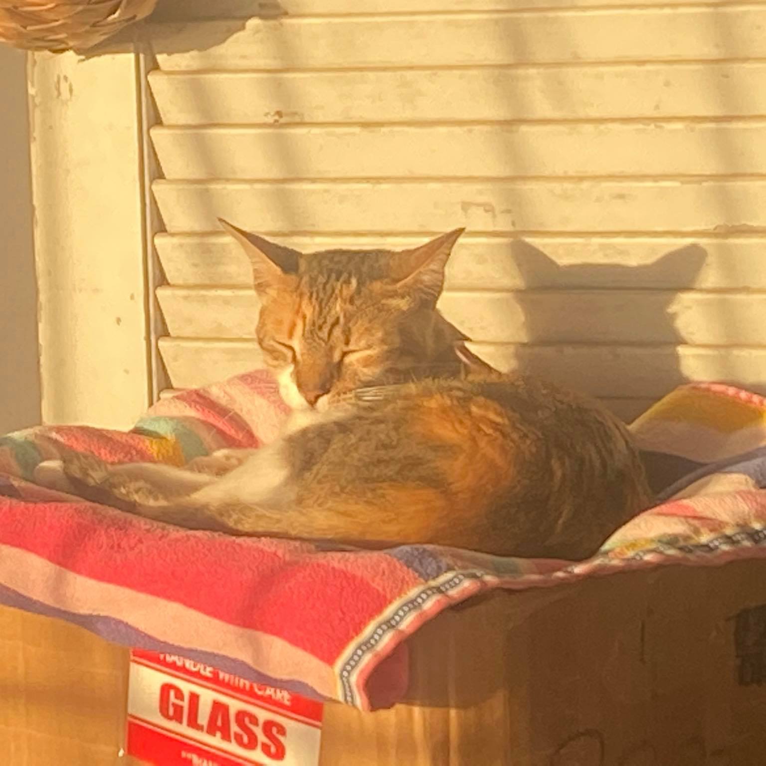 Photo 7 from R.E.A.L. Cruzan Cats