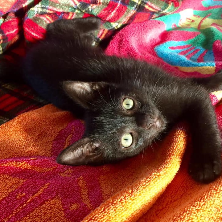 Photo 8 from R.E.A.L. Cruzan Cats