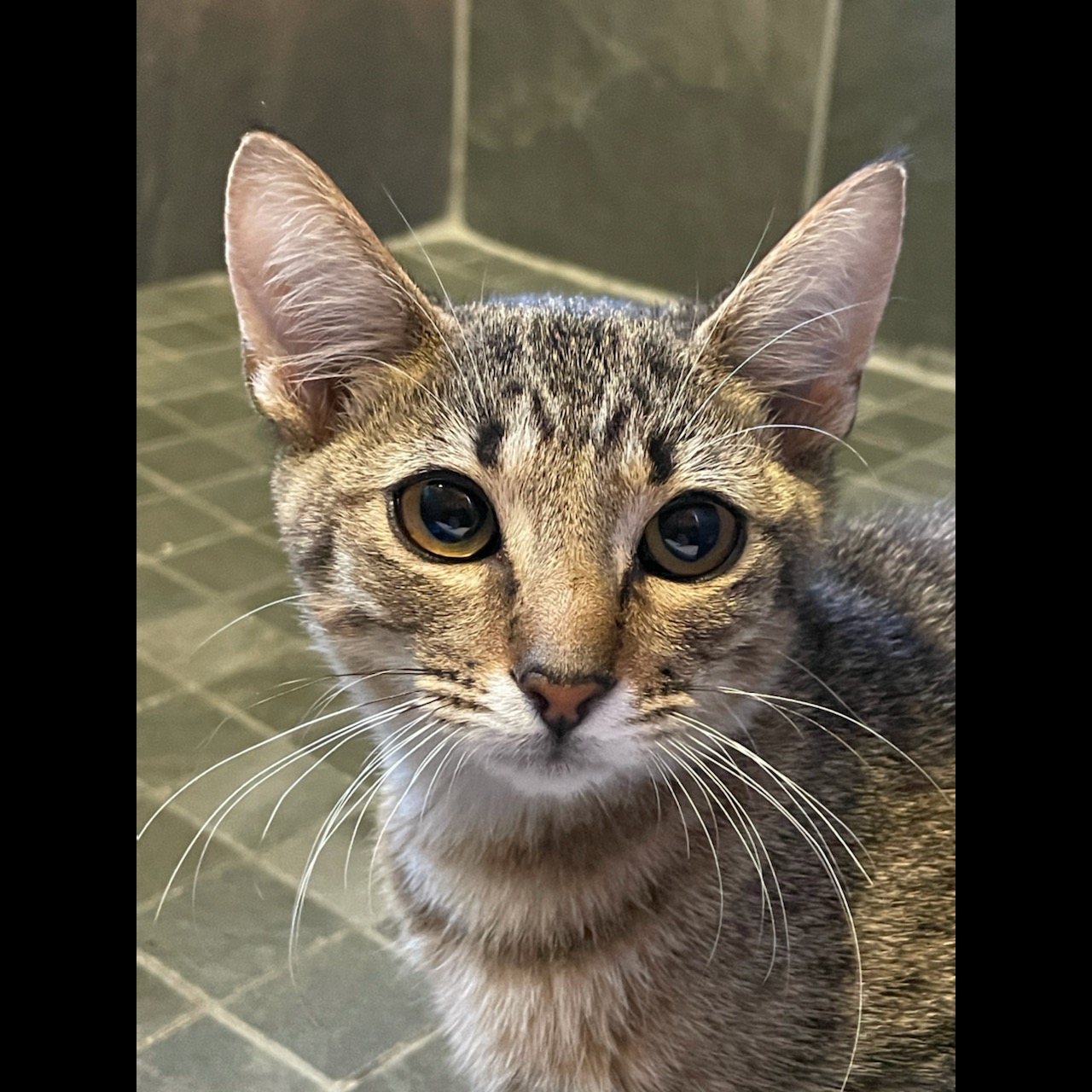 Photo 9 from R.E.A.L. Cruzan Cats