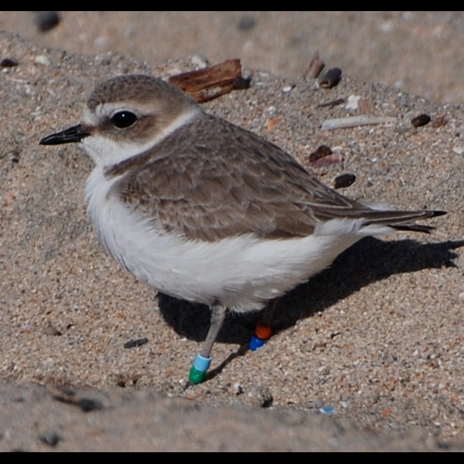 Photo 2 from OC Habitats