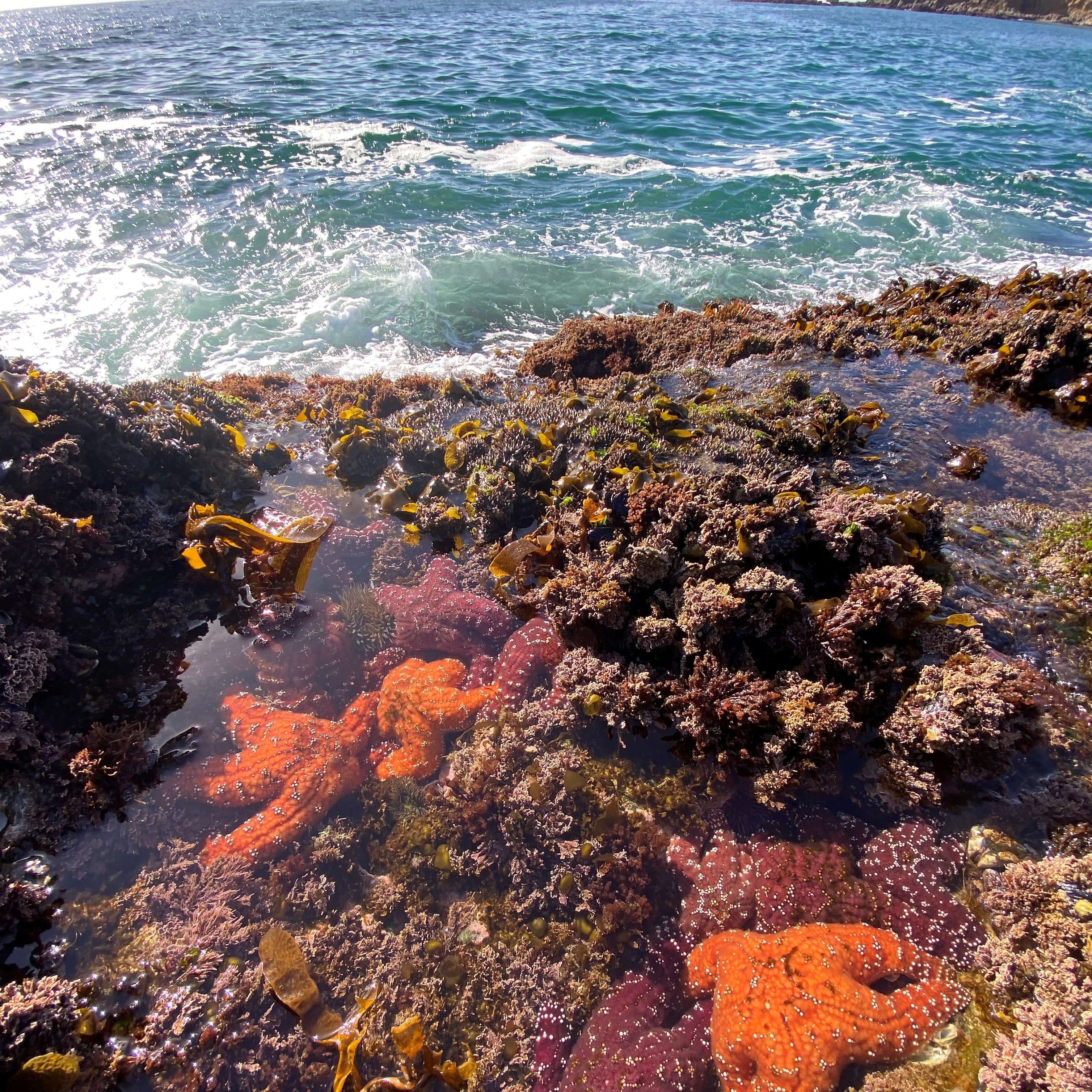 Photo 7 from OC Habitats