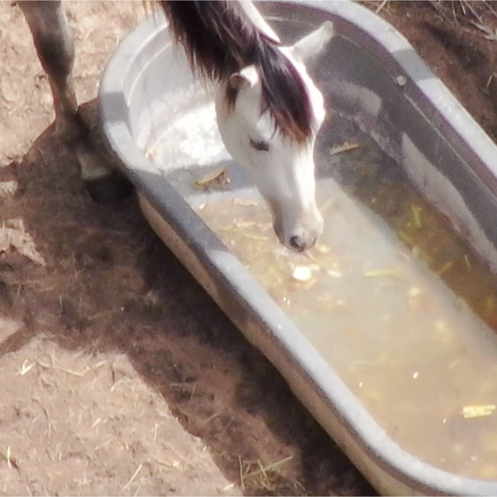 Photo 8 from SHowing Animals Respect and Kindness - SHARK