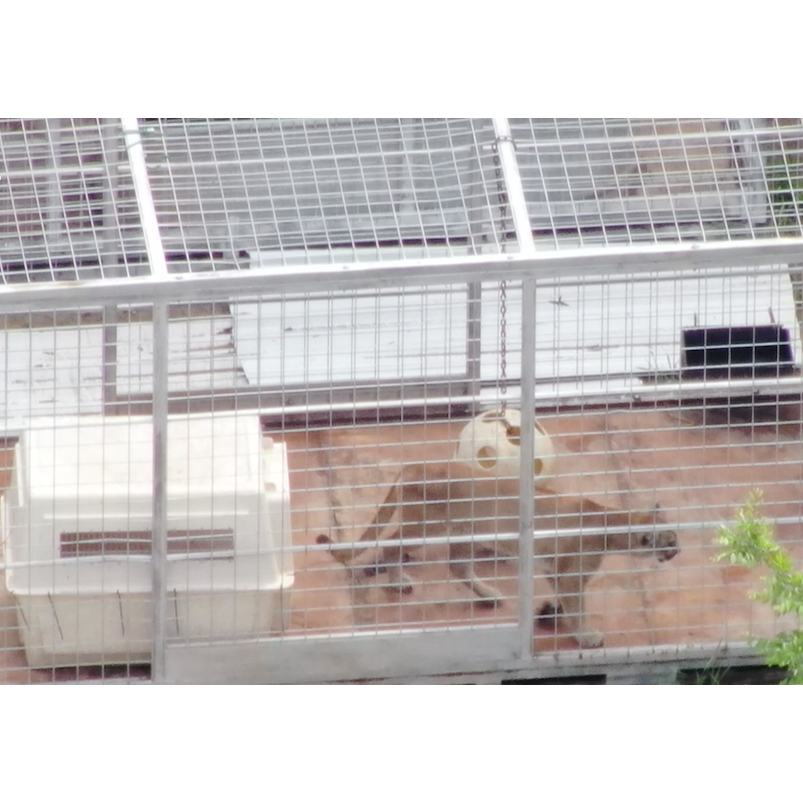 Photo 10 from SHowing Animals Respect and Kindness - SHARK