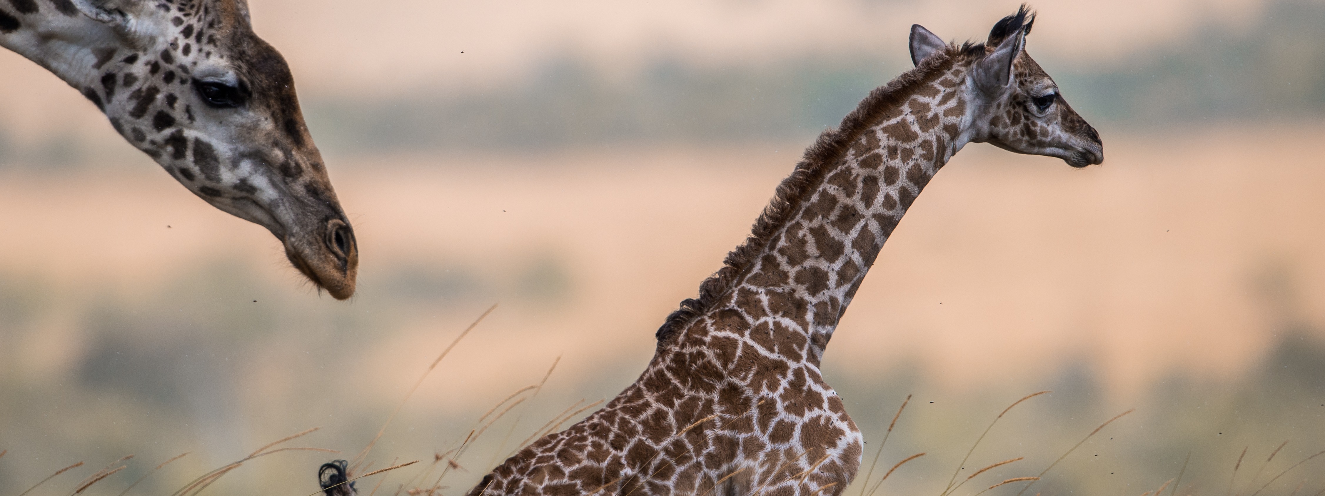 GIRAFFE CONSERVATION FOUNDATION USA