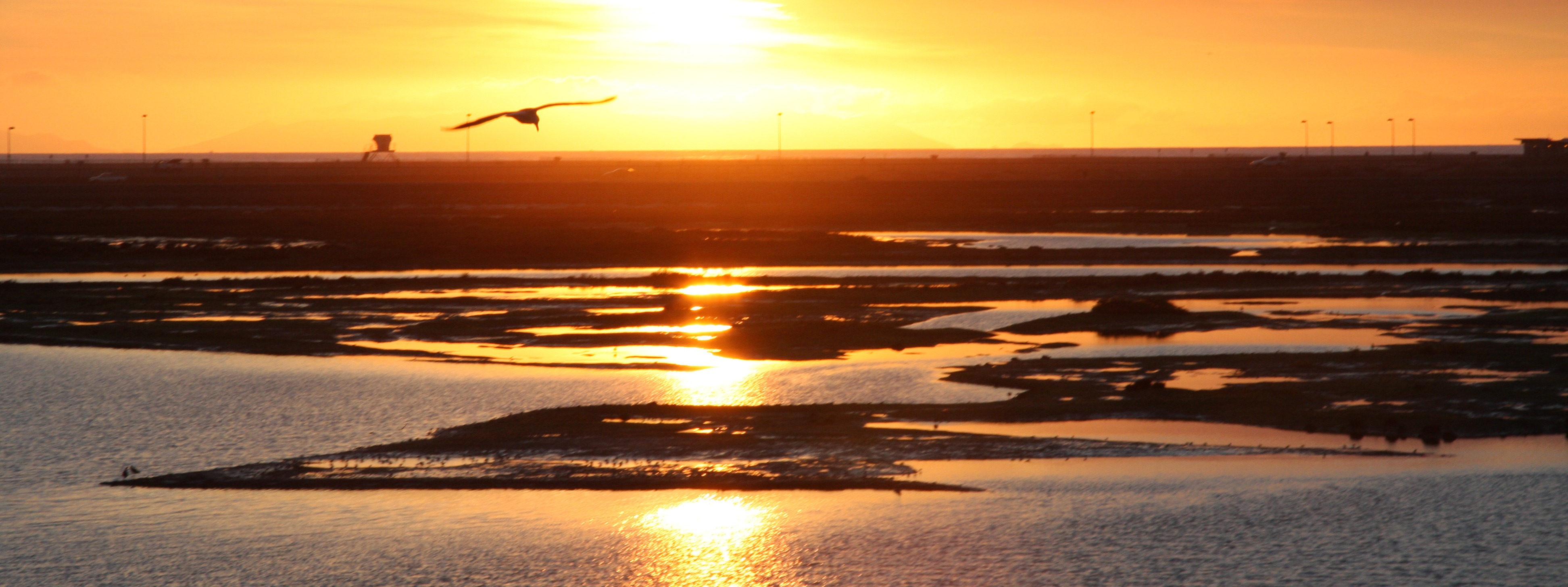 Amigos de Bolsa Chica