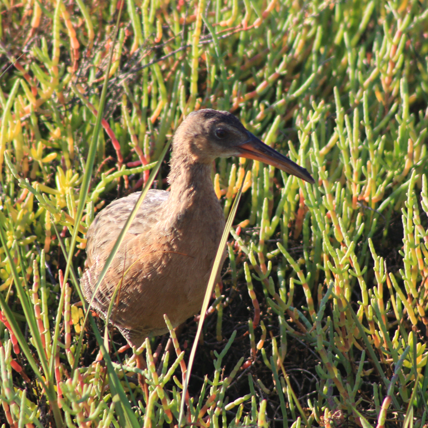 Photo 5 from Amigos de Bolsa Chica