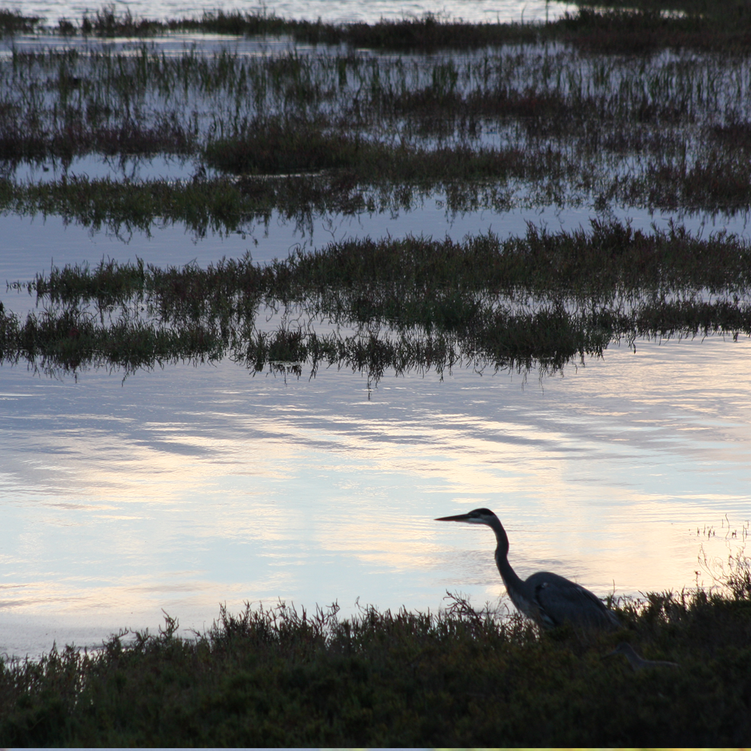Photo 7 from Amigos de Bolsa Chica