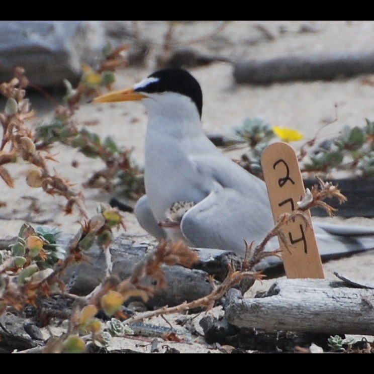 Photo 9 from Amigos de Bolsa Chica