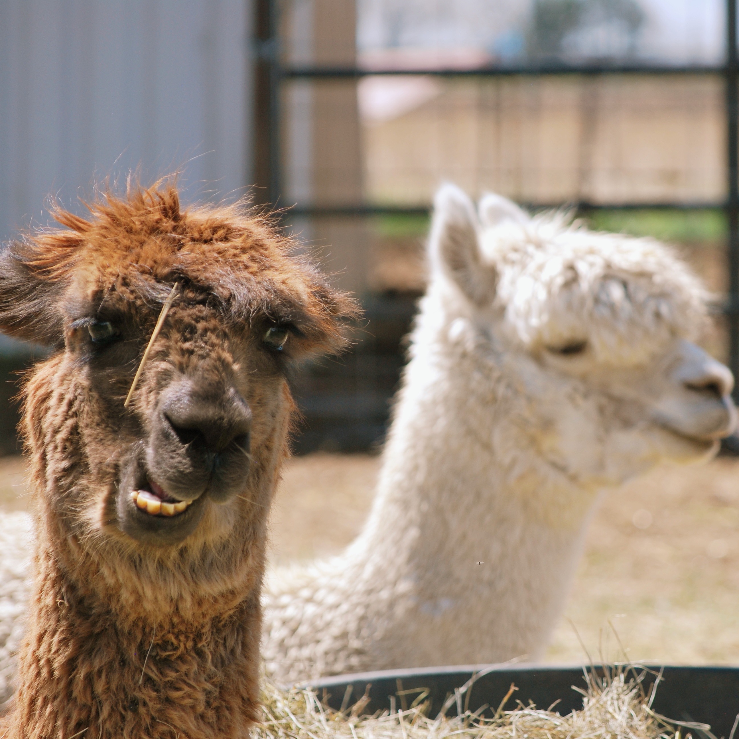 Photo 3 from Good Life Refuge