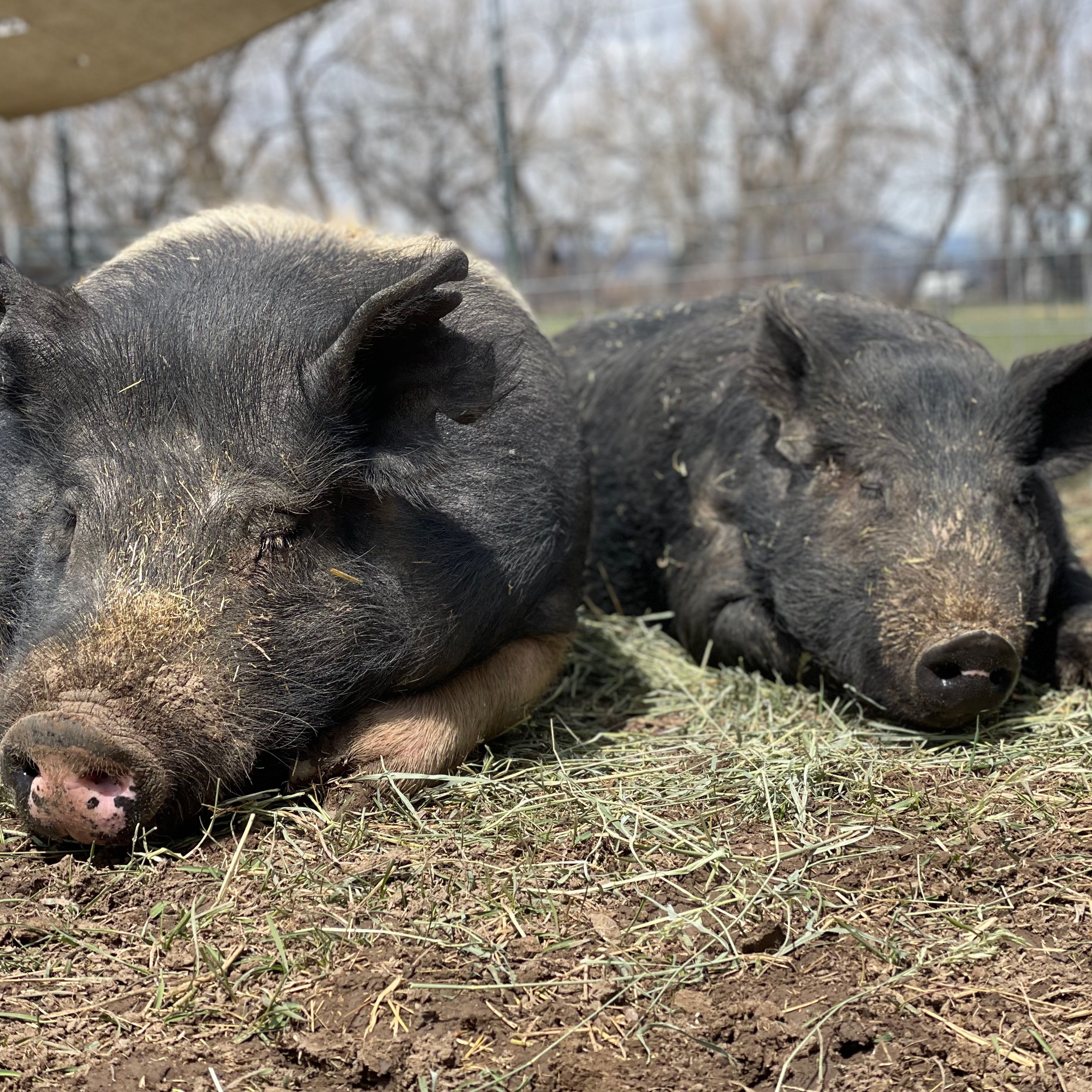 Photo 4 from Good Life Refuge