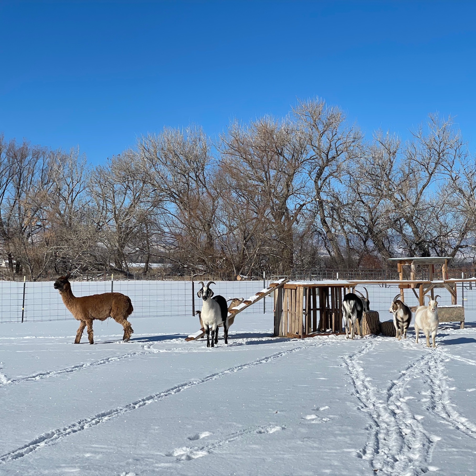 Photo 6 from Good Life Refuge