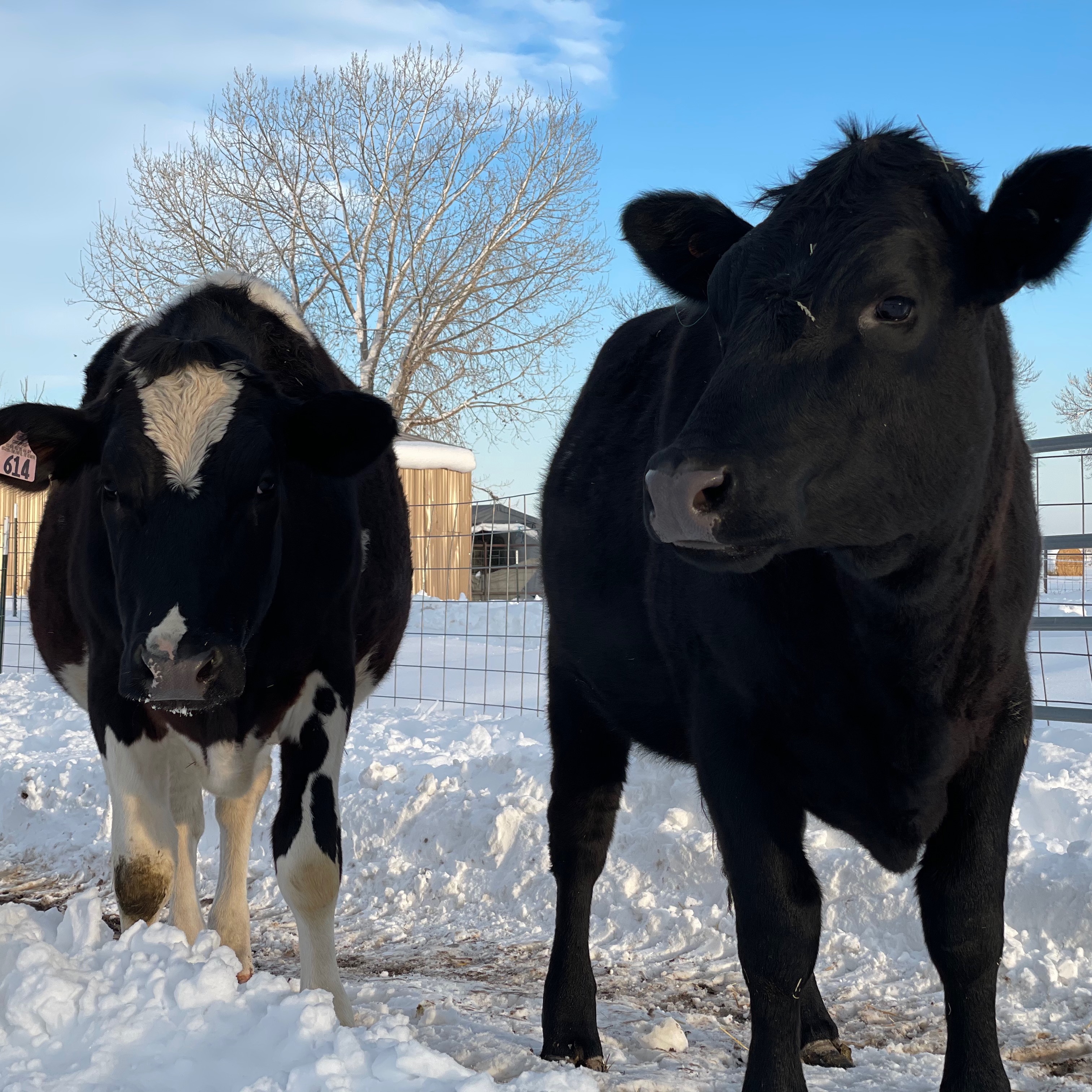 Photo 8 from Good Life Refuge