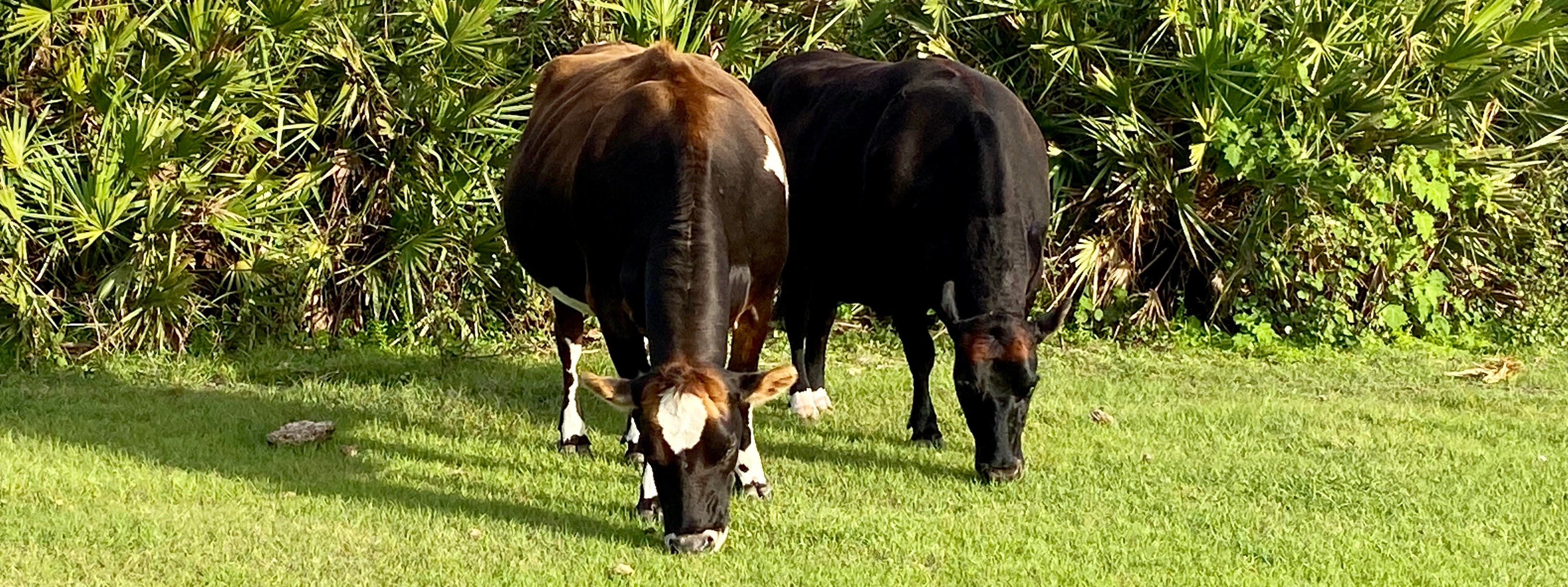 Florida Rescue Farm Inc