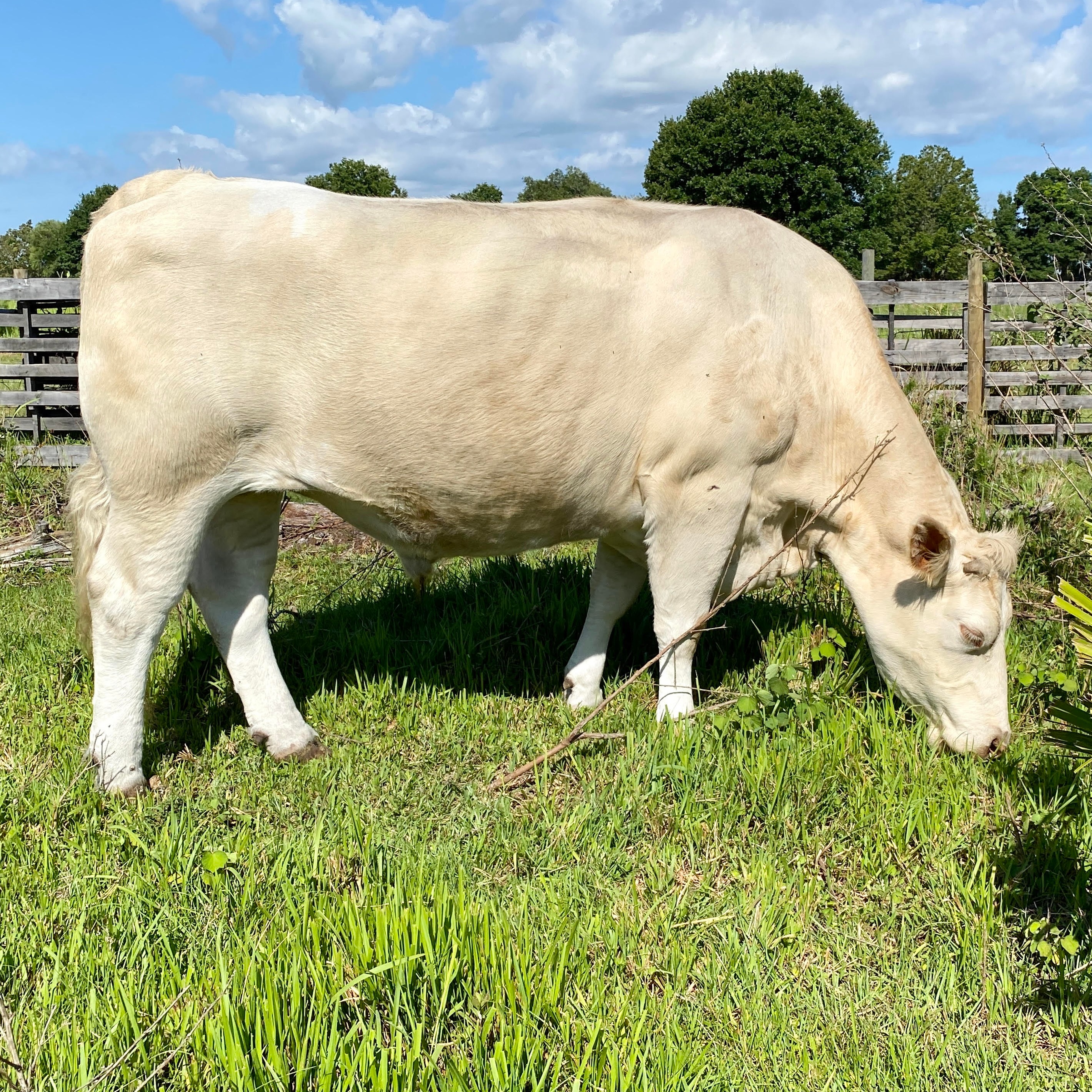 Photo 1 from Florida Rescue Farm Inc