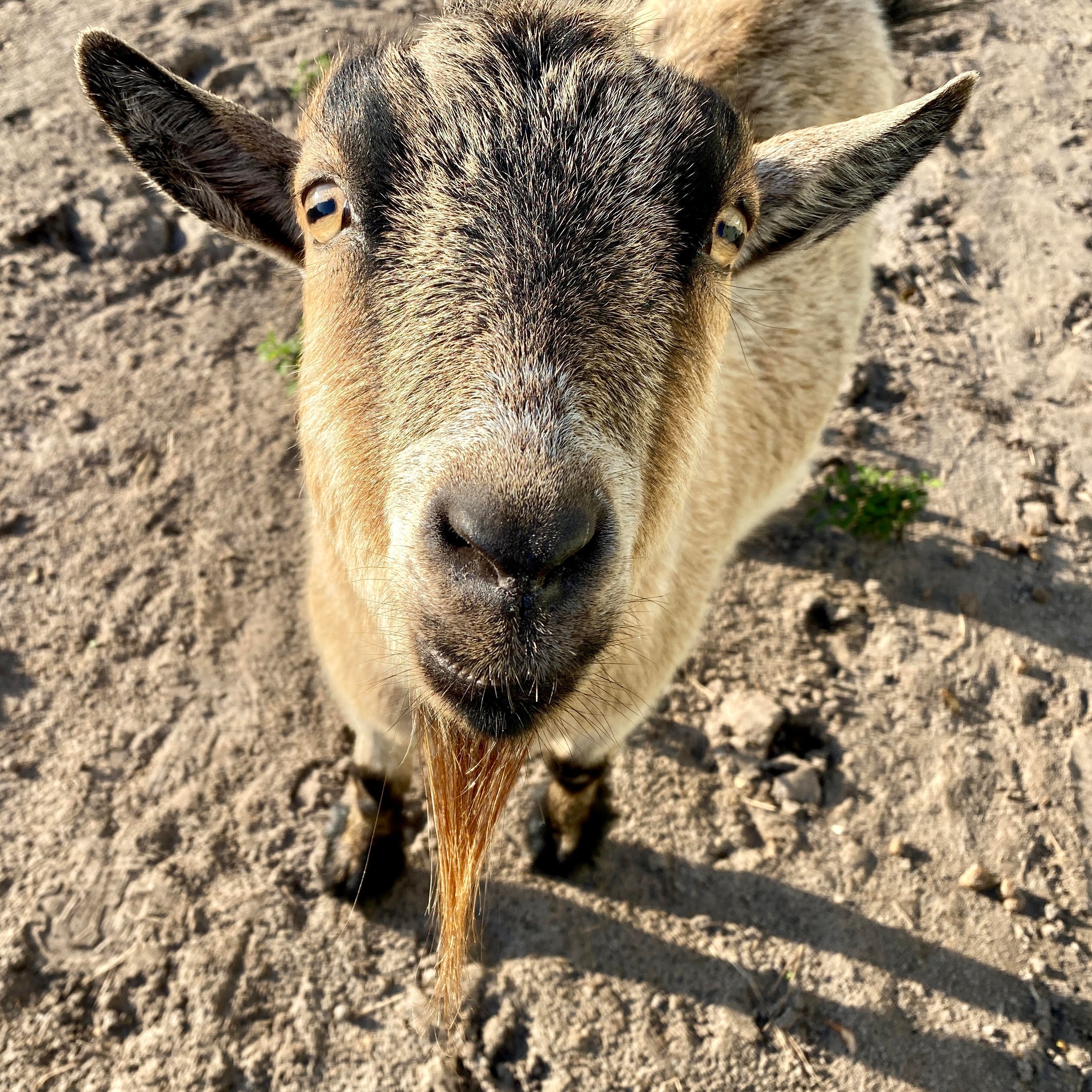 Photo 2 from Florida Rescue Farm Inc