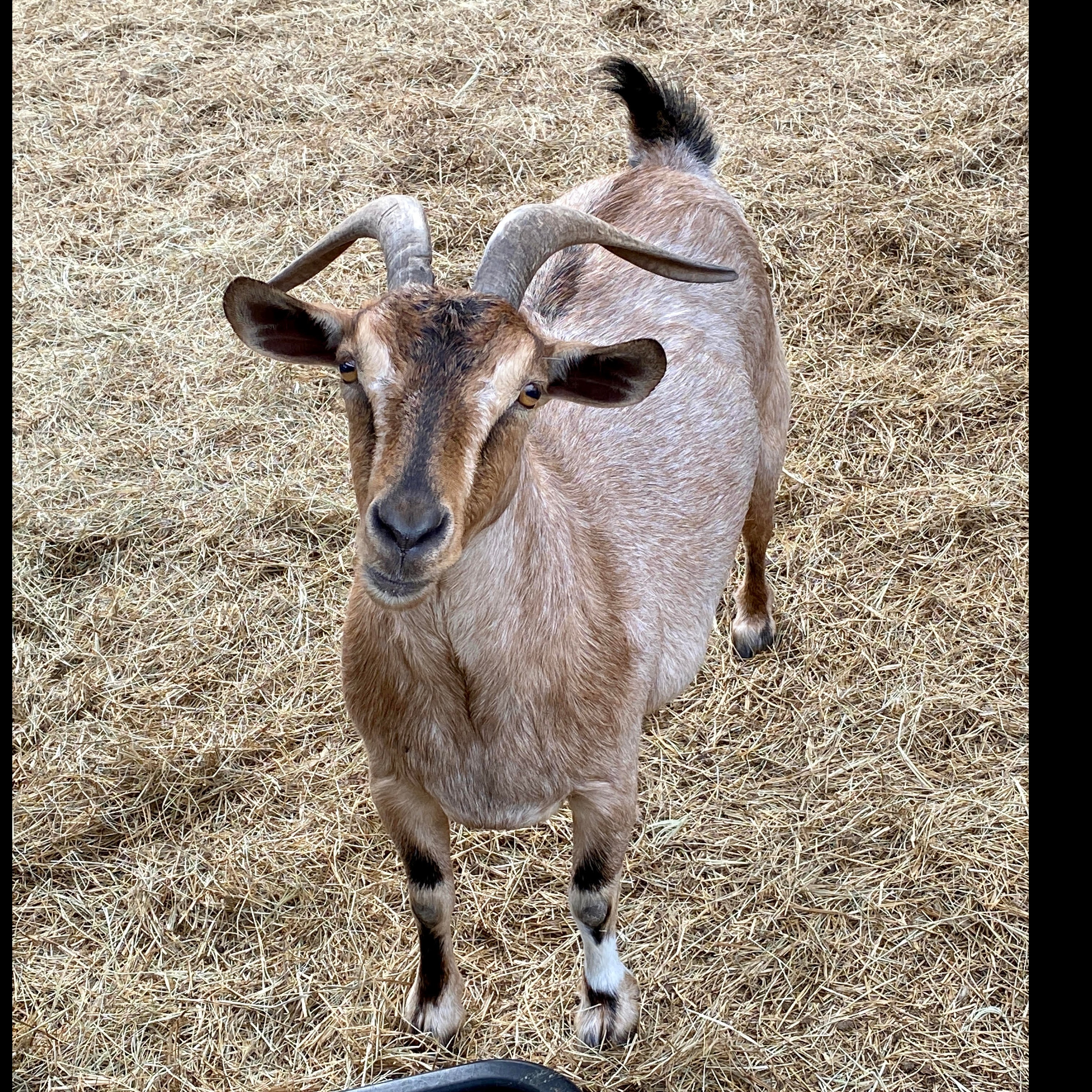 Photo 3 from Florida Rescue Farm Inc