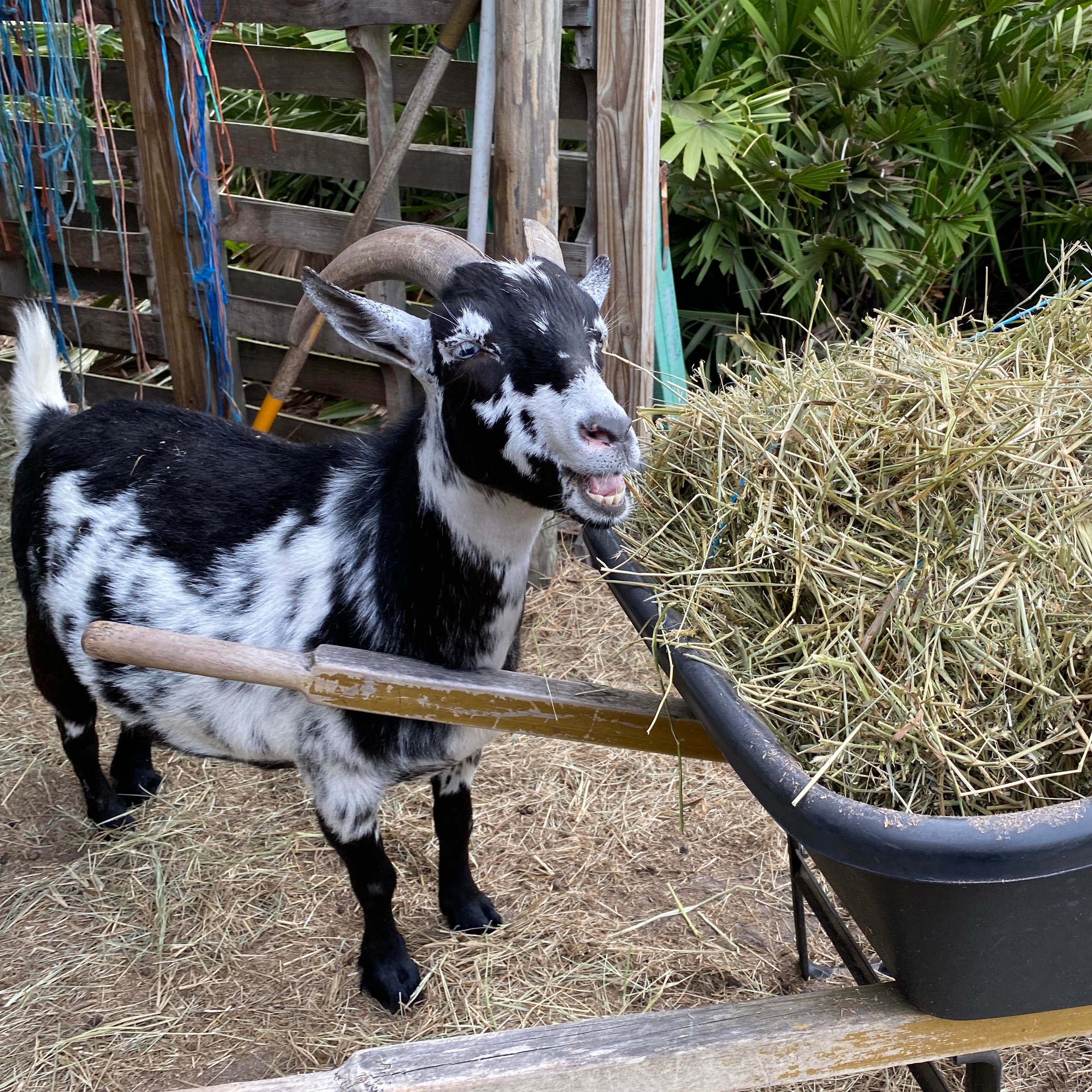 Photo 4 from Florida Rescue Farm Inc