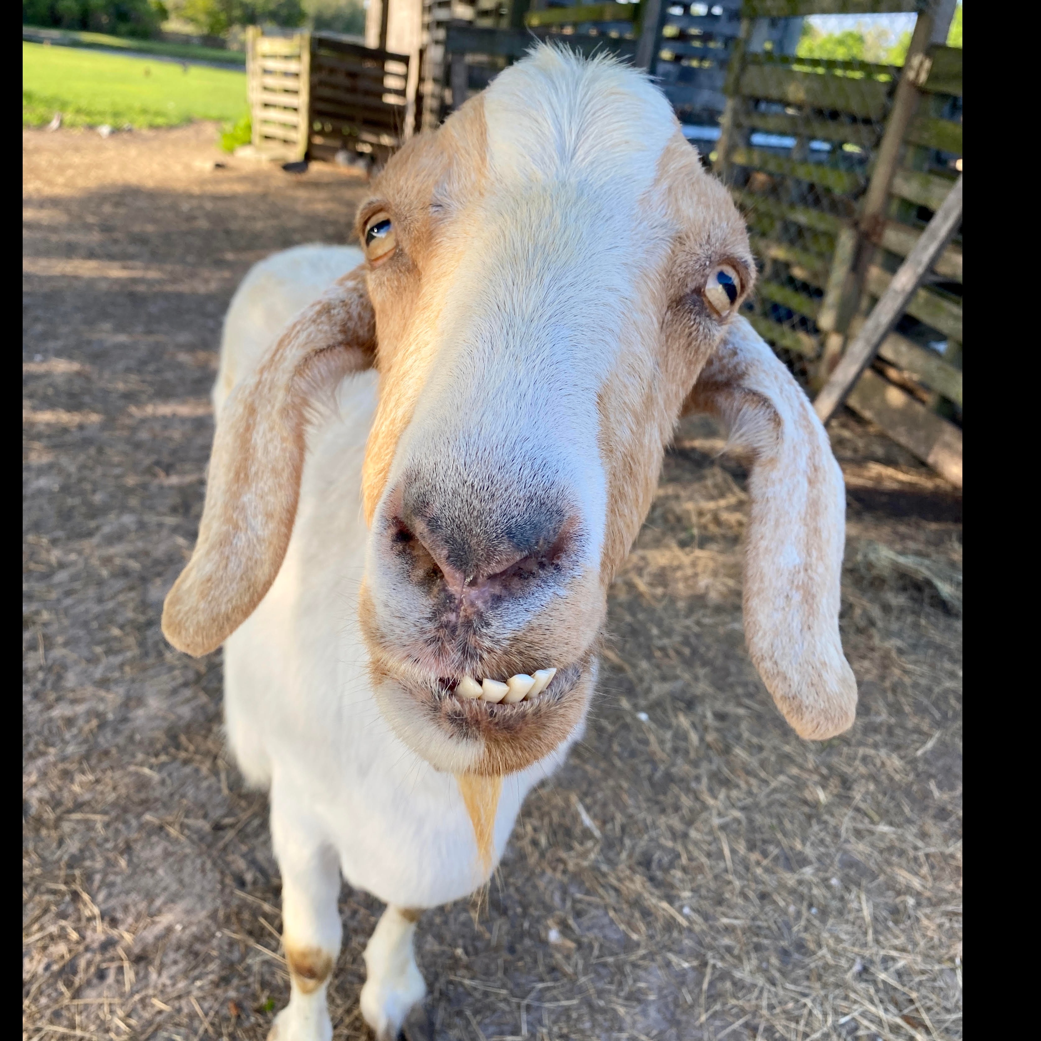 Photo 5 from Florida Rescue Farm Inc