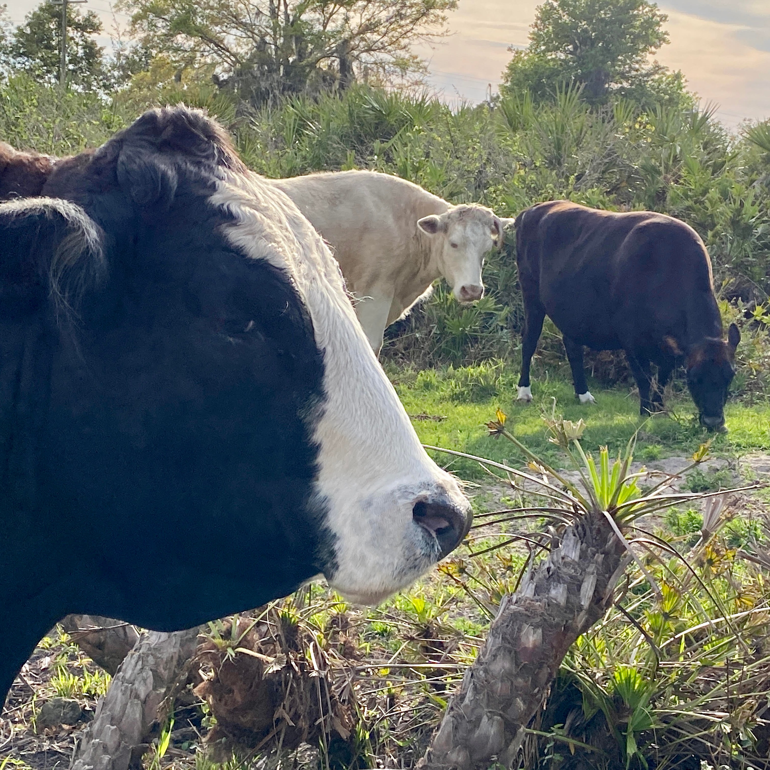 Photo 6 from Florida Rescue Farm Inc