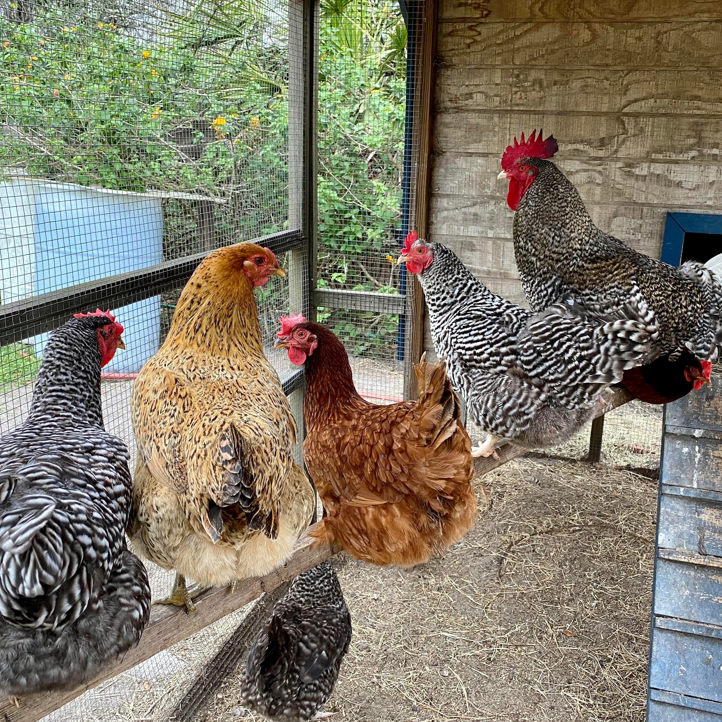 Photo 7 from Florida Rescue Farm Inc