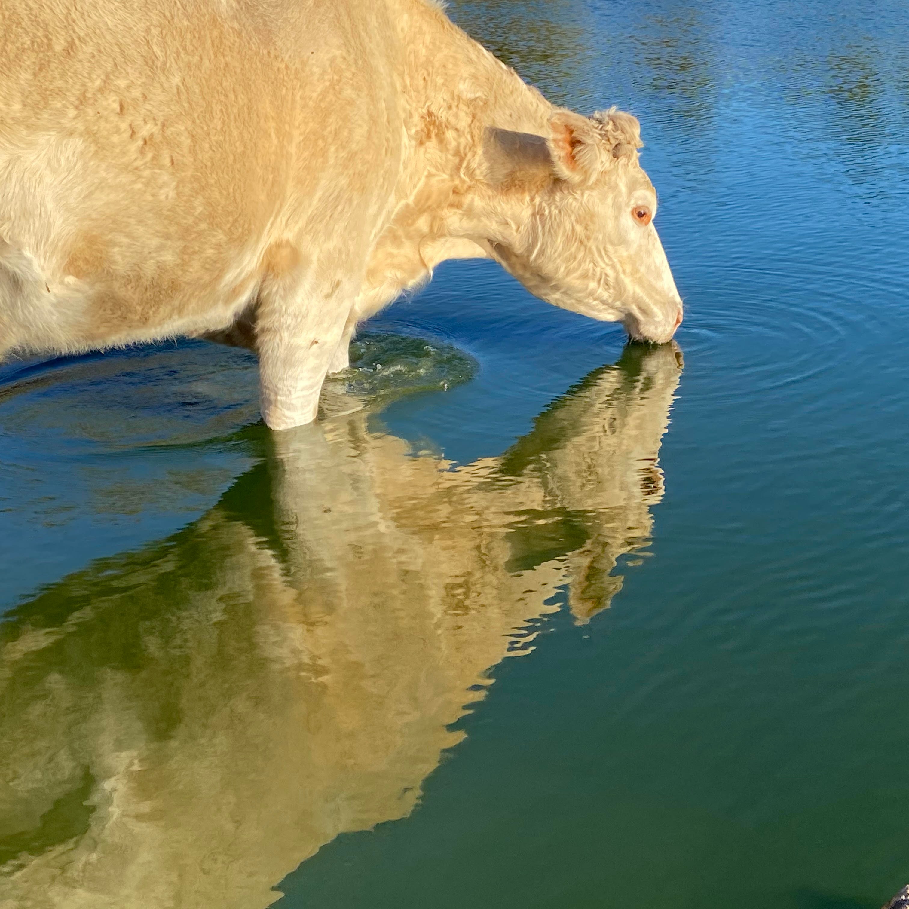 Photo 8 from Florida Rescue Farm Inc