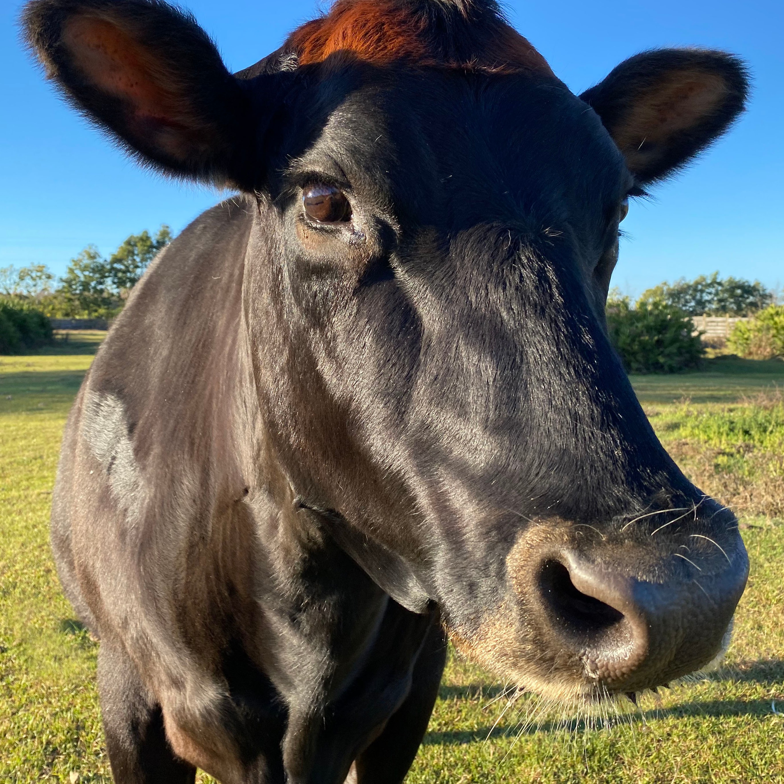 Photo 9 from Florida Rescue Farm Inc