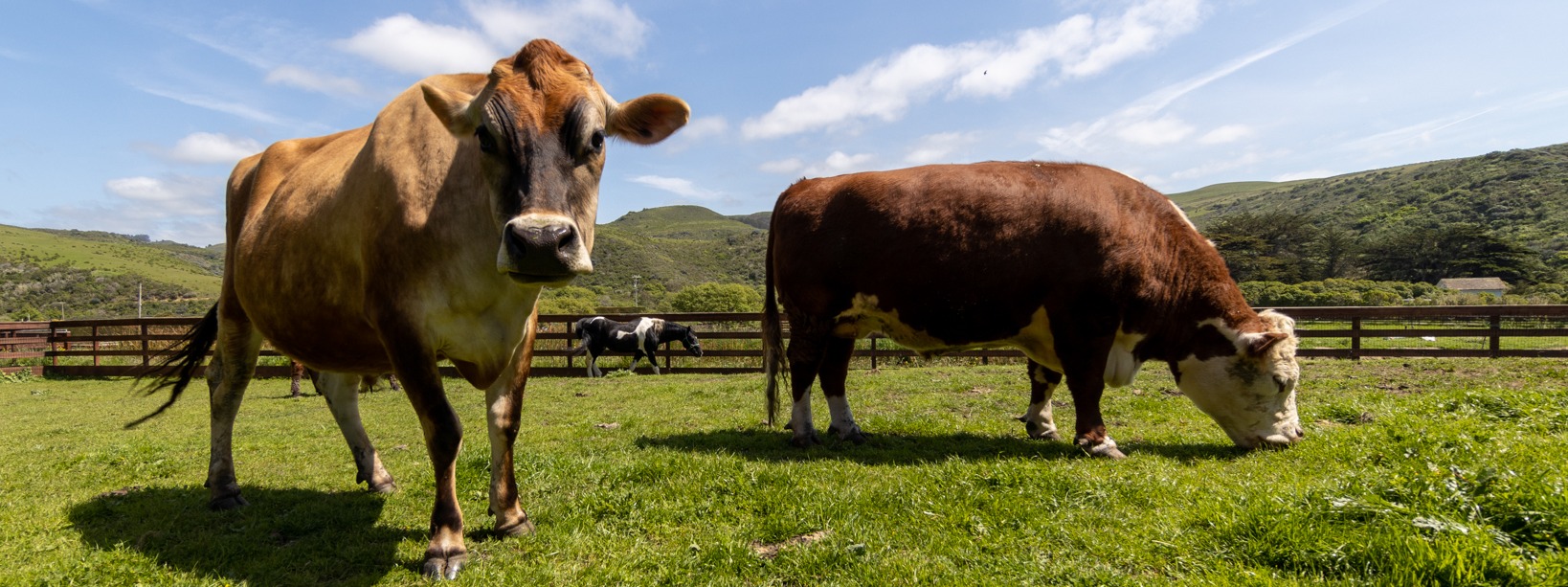 Sweet Farm Foundation