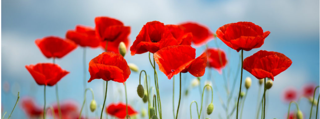 New Hampshire Harm Reduction Coalition