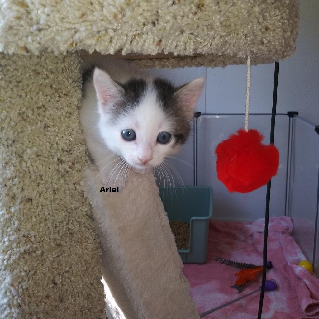 Photo 1 from Partners-4-Paws