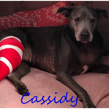 Photo 2 from Partners-4-Paws