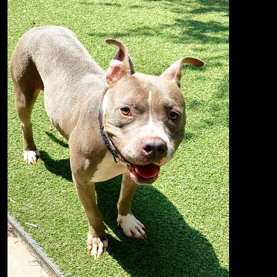 Photo 3 from Partners-4-Paws