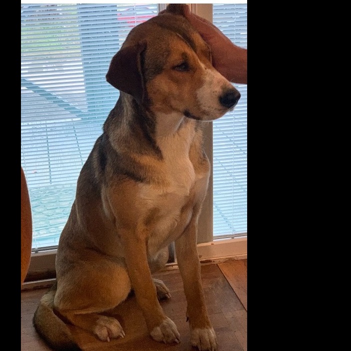 Photo 4 from Partners-4-Paws