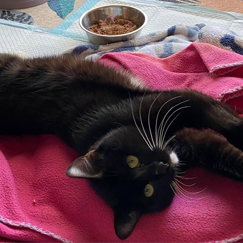 Photo 5 from Partners-4-Paws